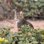 A tabby cat sits elegantly among green shrubs in a garden, Sliema, Malta.