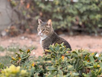 A tabby cat sits elegantly among green shrubs in a garden, Sliema, Malta.