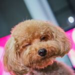Red Toy Poodle Winking with Pink Hearts