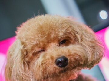 Red Toy Poodle Winking with Pink Hearts