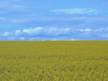 Free stock photo of blue and yellow, flower field