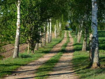 A peaceful dirt road flanked by birch trees with fresh green leaves on a sunny spring day.