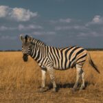 A zebra with distinctive black and white stripes stands in a grassy field under a partly cloudy sky.