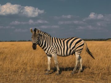 A zebra with distinctive black and white stripes stands in a grassy field under a partly cloudy sky.