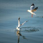 A stunning photograph of two seagulls flying over calm waters, capturing their graceful motion.