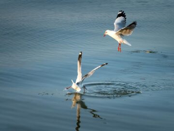 A stunning photograph of two seagulls flying over calm waters, capturing their graceful motion.