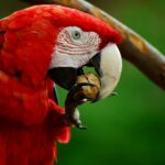 Vibrant scarlet macaw close-up, showcasing its vivid feathers while eating a nut outdoors.