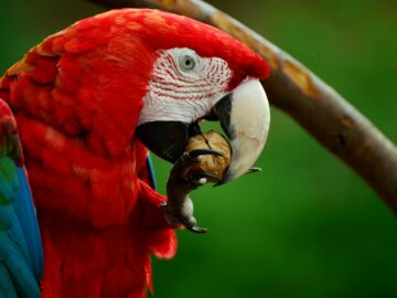 Vibrant scarlet macaw close-up, showcasing its vivid feathers while eating a nut outdoors.