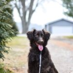 Cute brown dog sitting on a leash in an outdoor setting with trees and a house in the background.