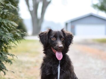 Cute brown dog sitting on a leash in an outdoor setting with trees and a house in the background.