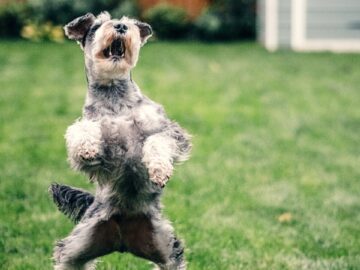 Cute Schnauzer dog jumping for a treat in a London garden, showcasing agility and playfulness.