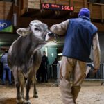 Cattle auction featuring a cow being presented by a handler indoors in Trento, Italy.