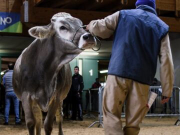 Cattle auction featuring a cow being presented by a handler indoors in Trento, Italy.