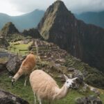 Llamas on lush grass with stunning Machu Picchu and mountains in the background.