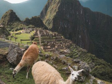 Llamas on lush grass with stunning Machu Picchu and mountains in the background.