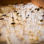 Close-up of preserved insects in a museum collection, showcasing various species on display pins.