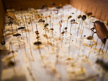 Close-up of preserved insects in a museum collection, showcasing various species on display pins.