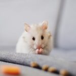 Cute white hamster nibbling food on soft fabric with a blurred background.