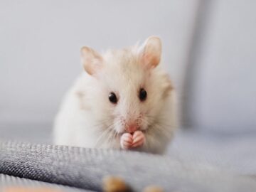 Cute white hamster nibbling food on soft fabric with a blurred background.