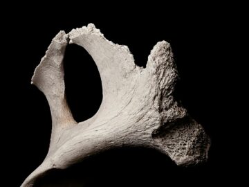 Exhibited fragment of textured porous bone piece in soft light on black backdrop