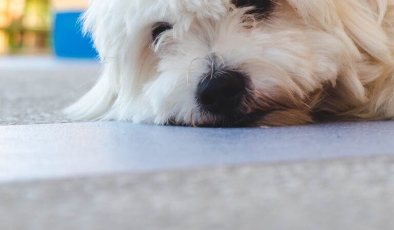 Havanese vs. Maltese: Key Differences in Small Dog Breeds