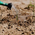 Watering a young plant in a sunlit garden, showcasing growth and care.