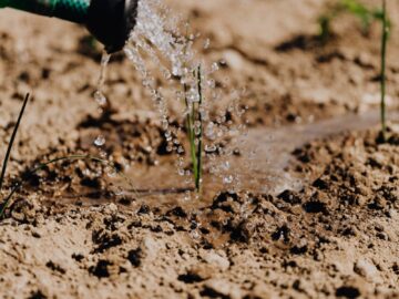Watering a young plant in a sunlit garden, showcasing growth and care.