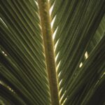 Detailed close-up of a green tropical palm leaf showing natural textures and patterns.