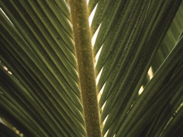 Detailed close-up of a green tropical palm leaf showing natural textures and patterns.