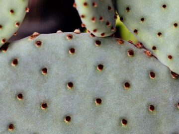 Detailed macro shot of prickly pear cactus pads with visible spikes.