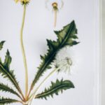 Detailed botanical illustration of a dandelion with florets and seedhead.