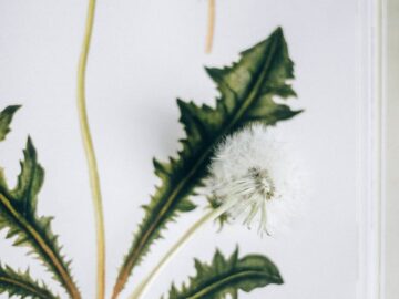 Detailed botanical illustration of a dandelion with florets and seedhead.
