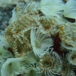 Intricate display of underwater feather duster worms showcasing delicate marine life patterns.