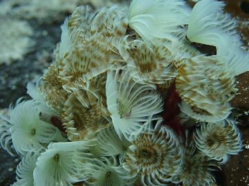 Intricate display of underwater feather duster worms showcasing delicate marine life patterns.