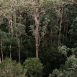 Aerial view of tropical jungles with lush trees and bushes with green foliage