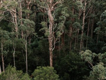 Aerial view of tropical jungles with lush trees and bushes with green foliage