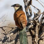 A Senegal Coucal (Centropus senegalensis) perched on a branch with a blurred background, captured in its natural habitat.