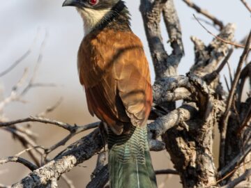 A Senegal Coucal (Centropus senegalensis) perched on a branch with a blurred background, captured in its natural habitat.