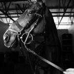 Stunning black and white close-up of a horse in a stable, showcasing elegance.