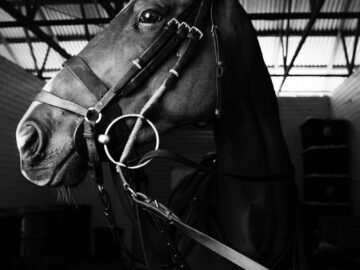 Stunning black and white close-up of a horse in a stable, showcasing elegance.