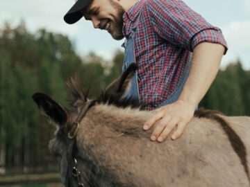 A joyful farmer with a beard in a checkered shirt feeds a donkey on a rural farm.