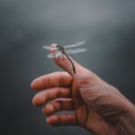 A tranquil moment capturing a dragonfly perched on a human hand in a natural setting.