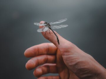 A tranquil moment capturing a dragonfly perched on a human hand in a natural setting.