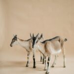 Studio shot of two standing domestic goats on a beige background.