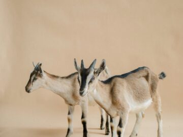 Studio shot of two standing domestic goats on a beige background.