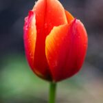 Capture of a vibrant tulip covered in dewdrops, showcasing nature's beauty.