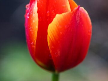 Capture of a vibrant tulip covered in dewdrops, showcasing nature's beauty.