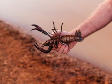 A close-up of someone holding a crawfish beside a lake, showcasing nature and aquatic life.