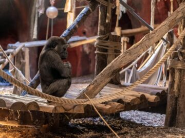 A gorilla sits calmly on a wooden platform in a zoo enclosure filled with natural materials.