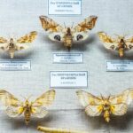 Detailed close-up of preserved moths in a museum display with labels.